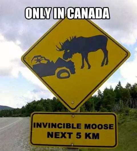Funny Moose