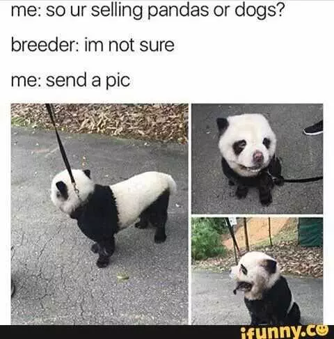 Funny Panda Dogs