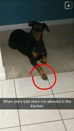 Funny She Not Allowed