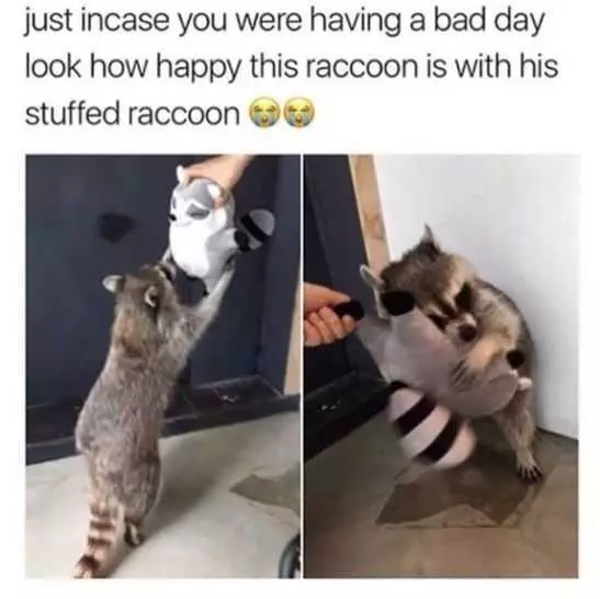 Funny Stuffed Racooon