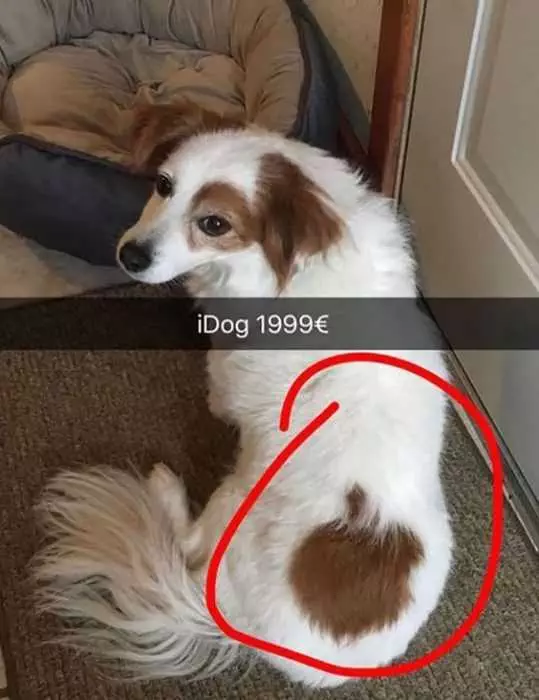 Idog