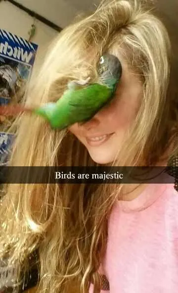 Majestic Birds