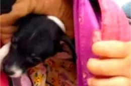 Screen Shot 2018 10 26 At 2 38