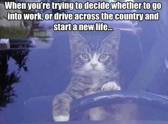 Funny Drive Cunry