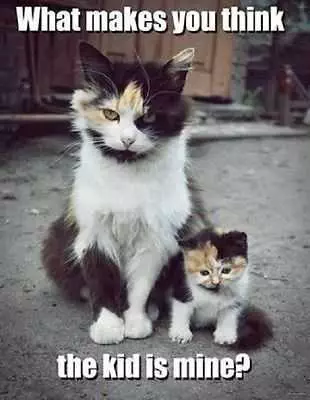 Cat5