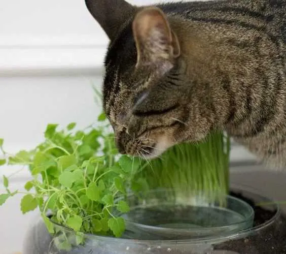 Diy Catnip Planter