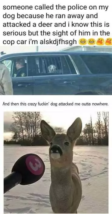 Funny Call Deer Dg