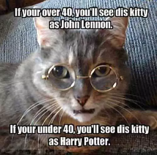 Funny Kitty Harry