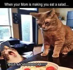 Funny Mm Salad