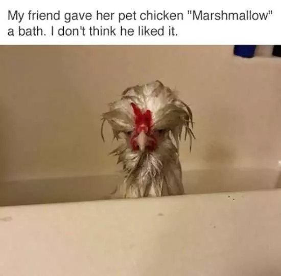 Funny Chickenbath