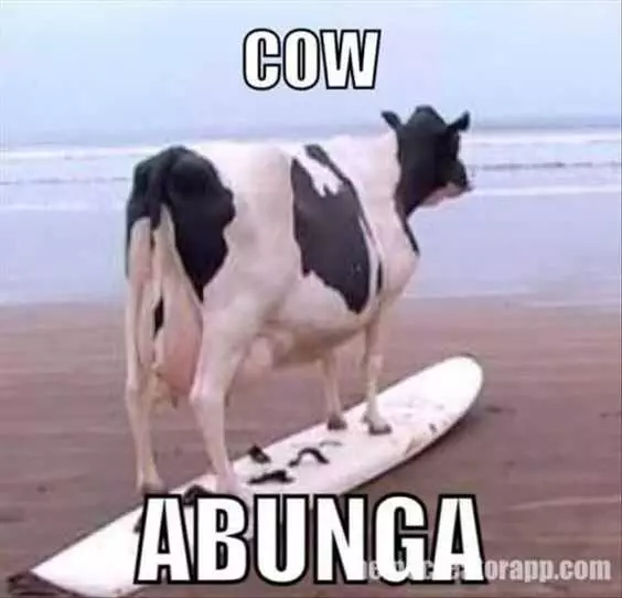 Funny Cow Abunga