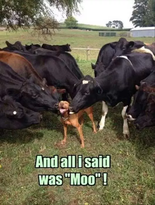 Funny Cow Kisses