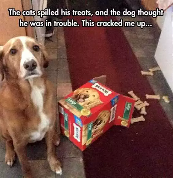 Funny Dog Trouble