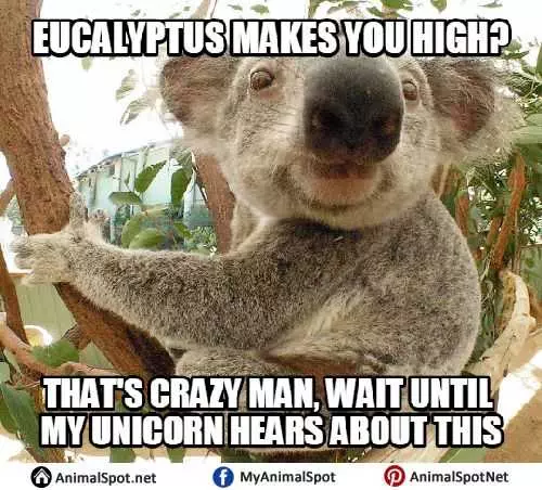 Funny Eucalyptus
