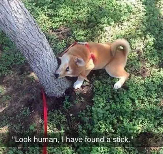 Funny Found Stuck