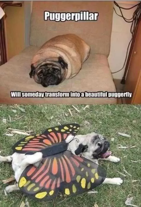 Funny Puggerpillar