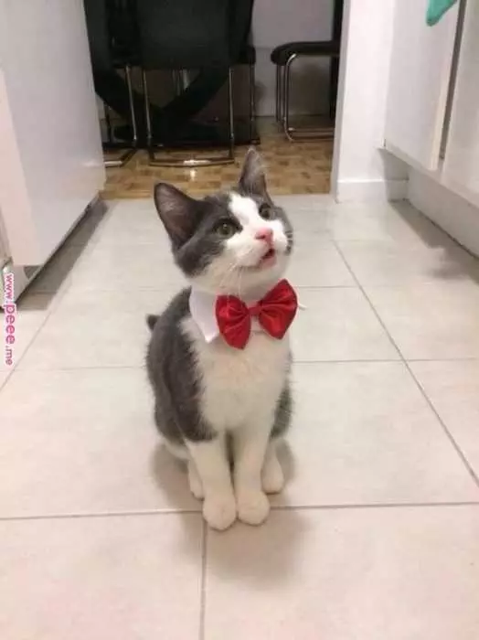 Funny Tie Cat