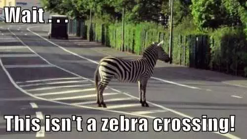 Funny Zebra Crossing