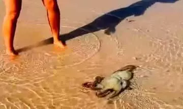 Rescued Octopus