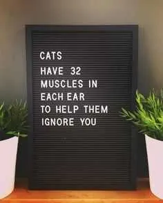Funny Cats Muscles