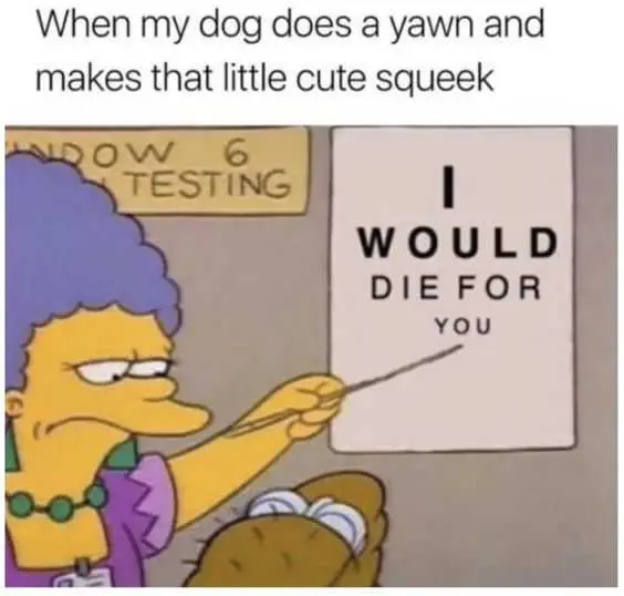 Funny Cute Squeak