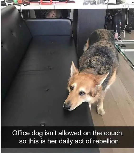 Funny Daily Rebellion