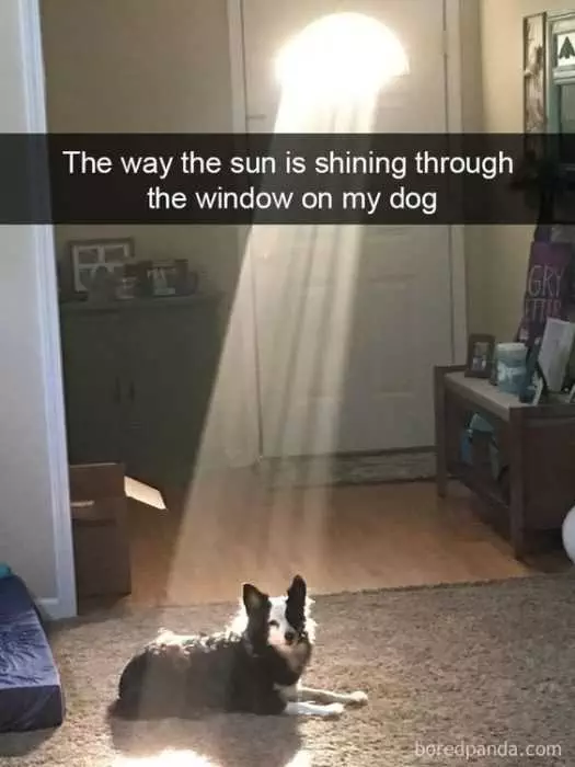 Funny Dog Window