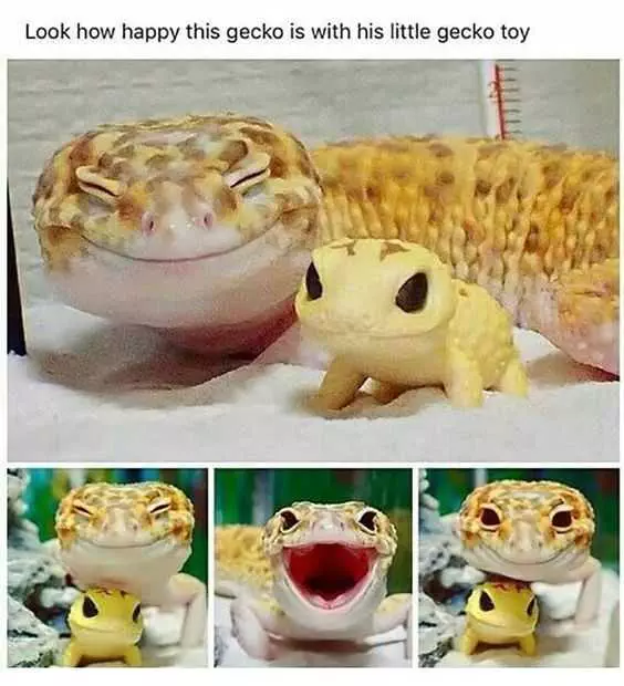 Funny Gecko Happy