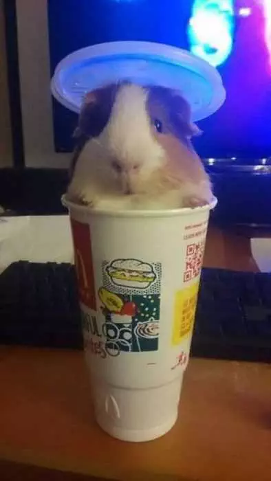 Funny Hamster Cup