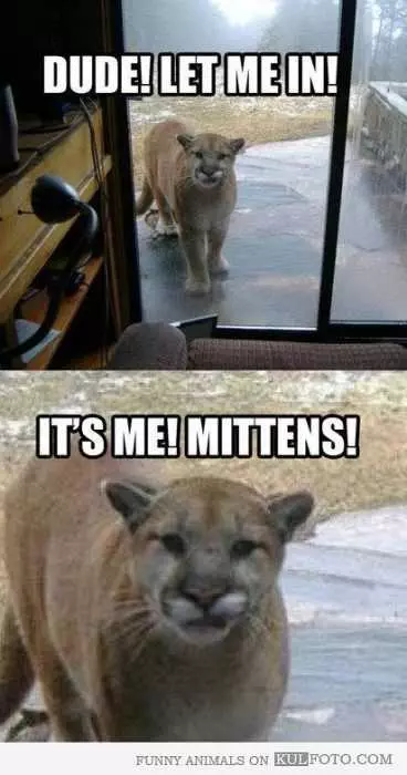 Funny Mittens
