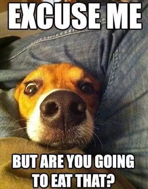 33 Hilarious Dog Pictures