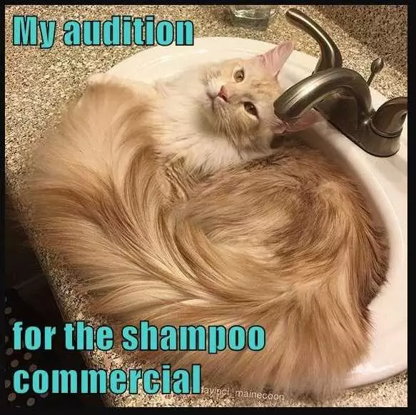 Funny Audition Shampoo
