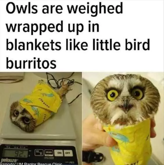 Funny Bird Burritos