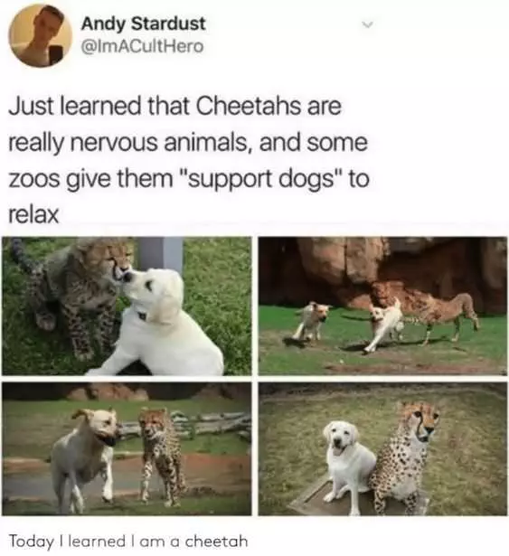 Funny Cheetahs Nervous