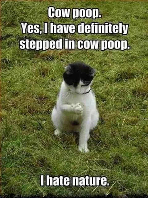 Funny Cow