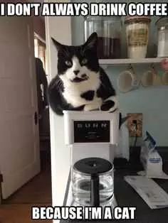 Funny Drink Coffee Cat