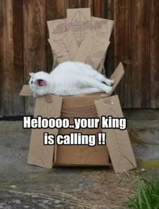 Funny Hello King