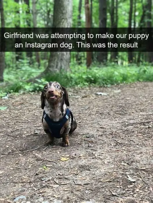 Funny Insta Dog