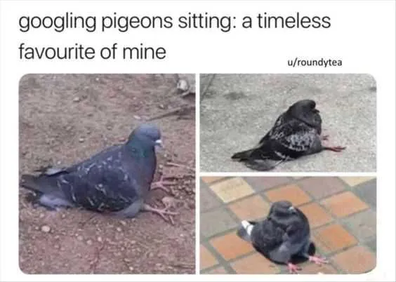 Funny Pigeons Sitting