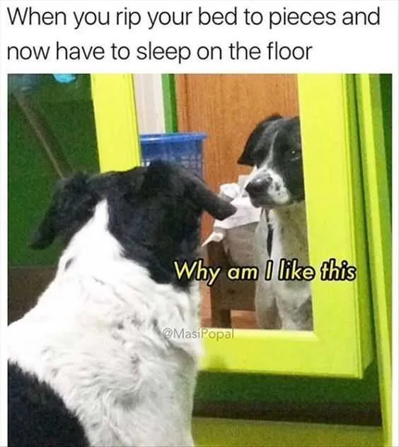 Funny Rip Bed