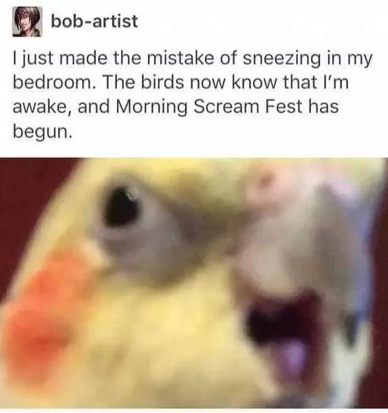 Animal Bird Meme Scream