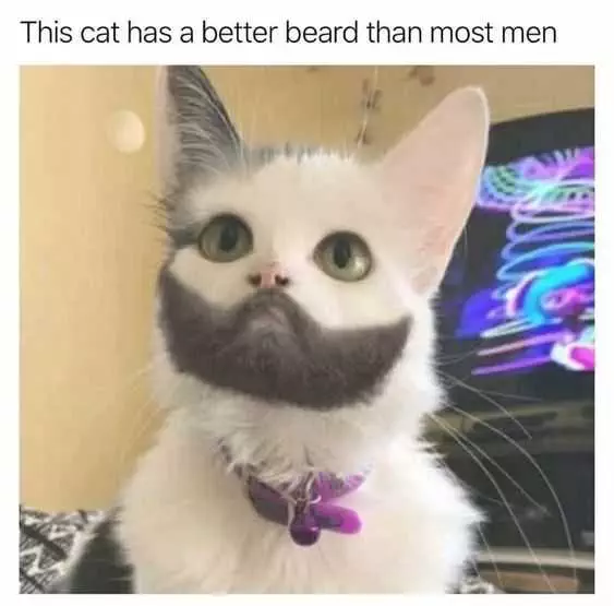 Animal Cat Beard