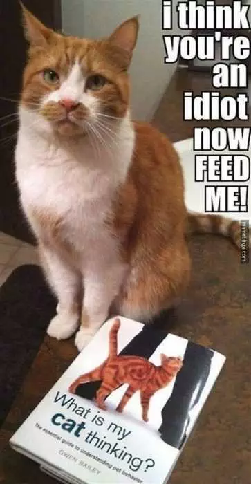Animal Cat Feed Me
