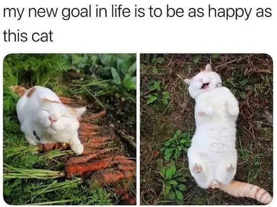 Animal Cat Happy