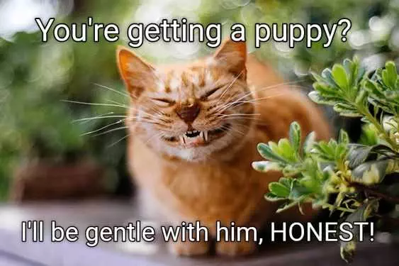 Animal Cat Honest