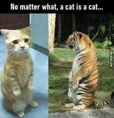 Animal Cat Tiger