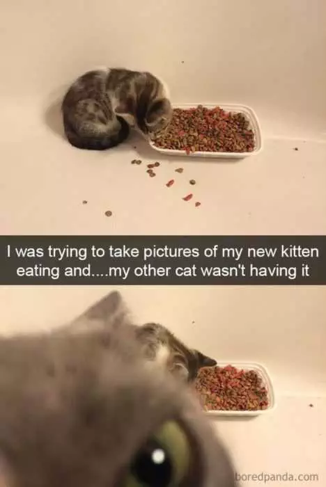 Animal Catsnapchat