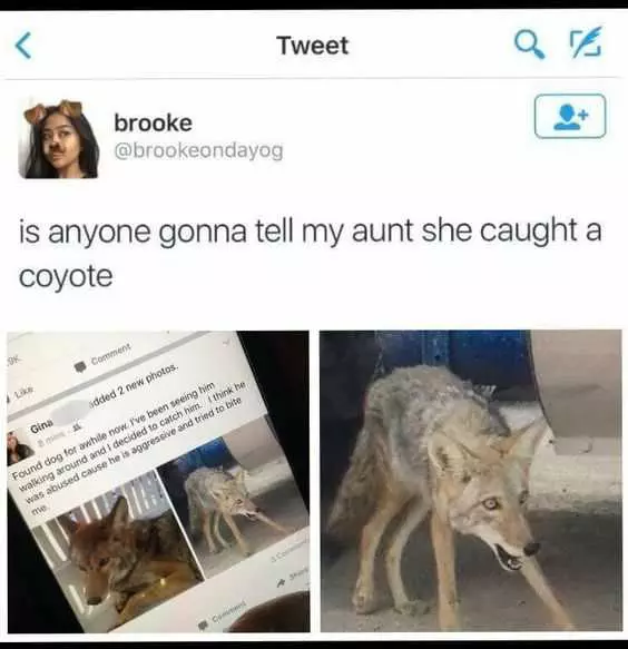Animal Coyote