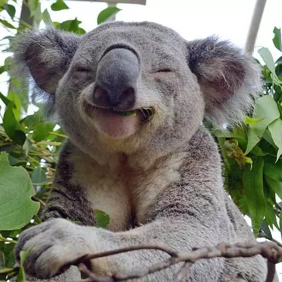 Animal Koala Cute