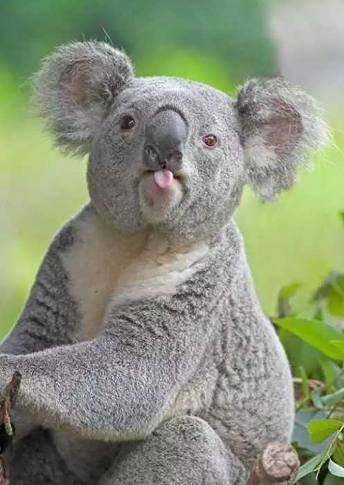 Animal Koala